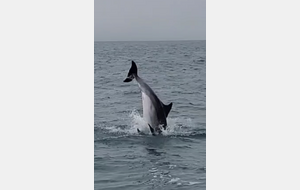 Festival de dauphins !