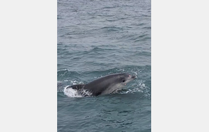 Festival de dauphins !