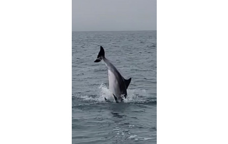 Festival de dauphins !