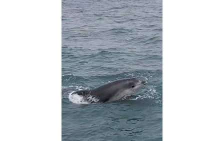 Festival de dauphins !