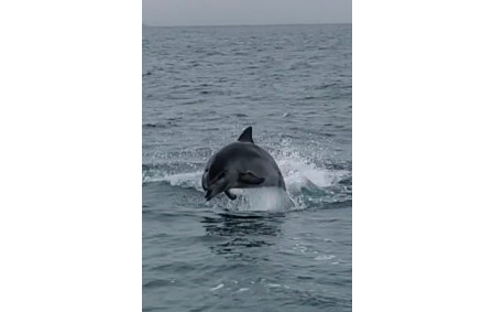 Festival de dauphins !