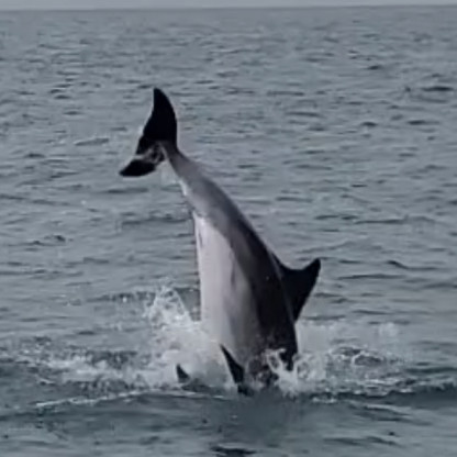 We a Chausey - Festival de dauphins !