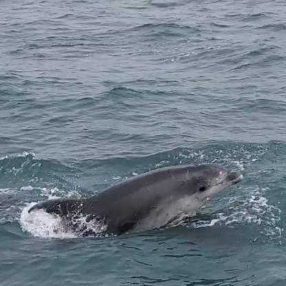 We a Chausey - Festival de dauphins !